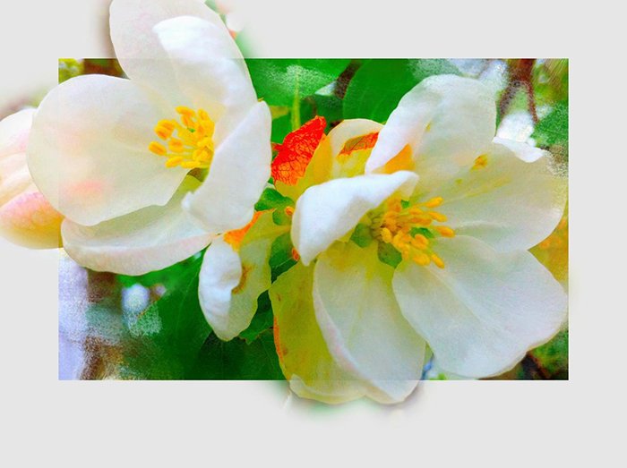photoViva app draw on pictures of a flower and frame