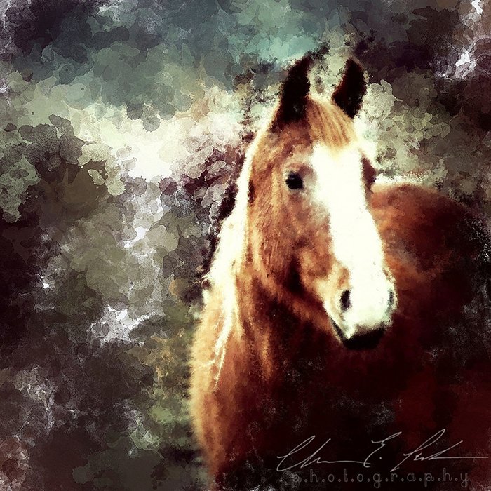 photoViva app draw on pictures of a horse flickr