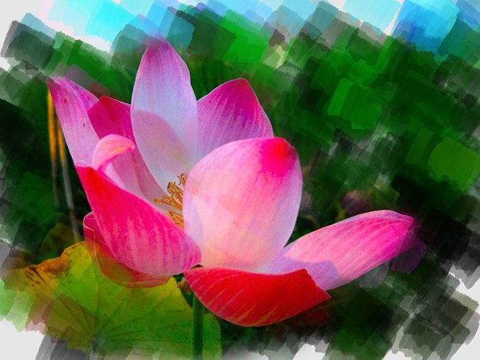photoViva app draw on pictures red flower