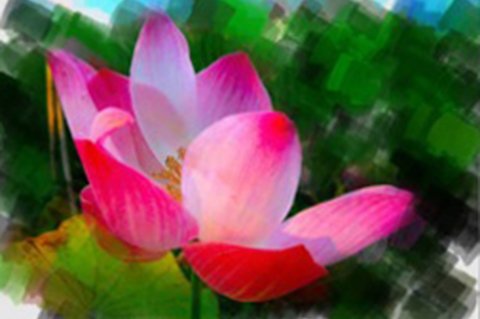 photoViva app draw on picture of a pink flower