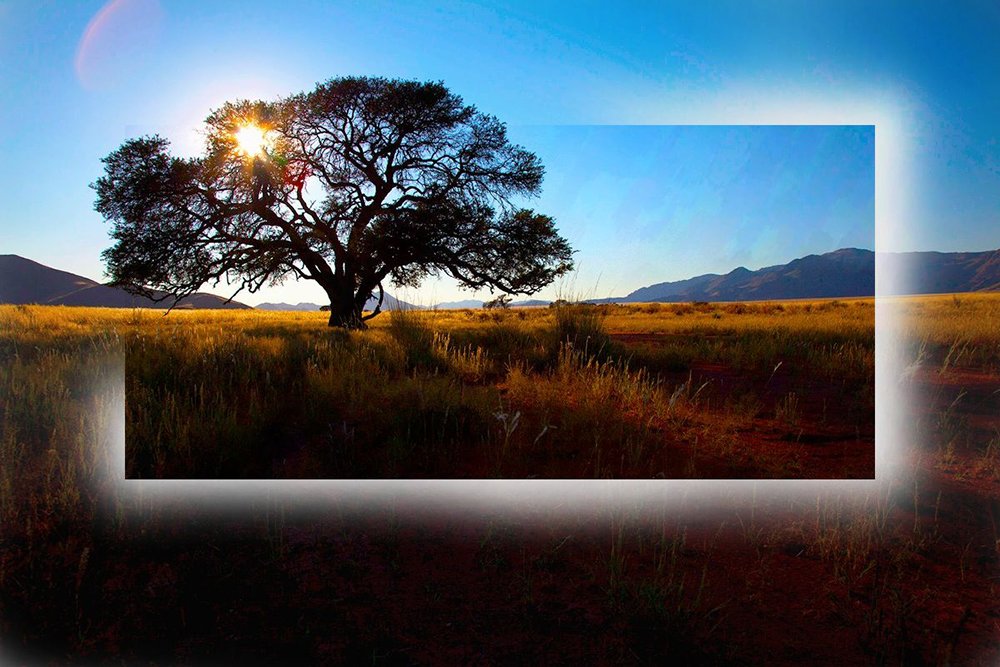 photoViva app draw on picture of a big tree