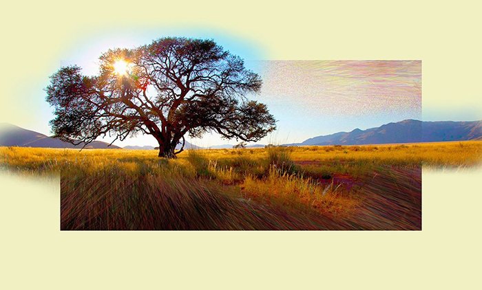 photoViva app draw on picture of a tree